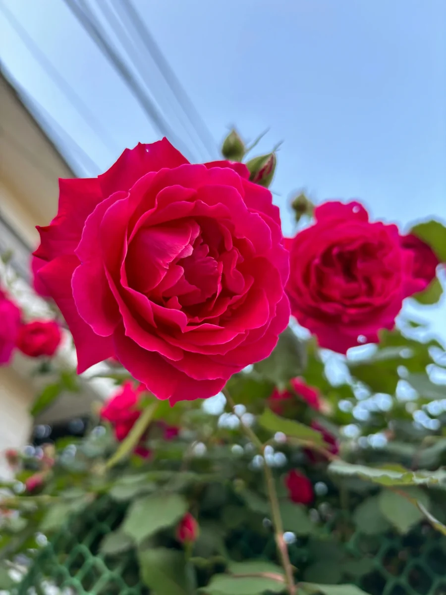 Two roses
